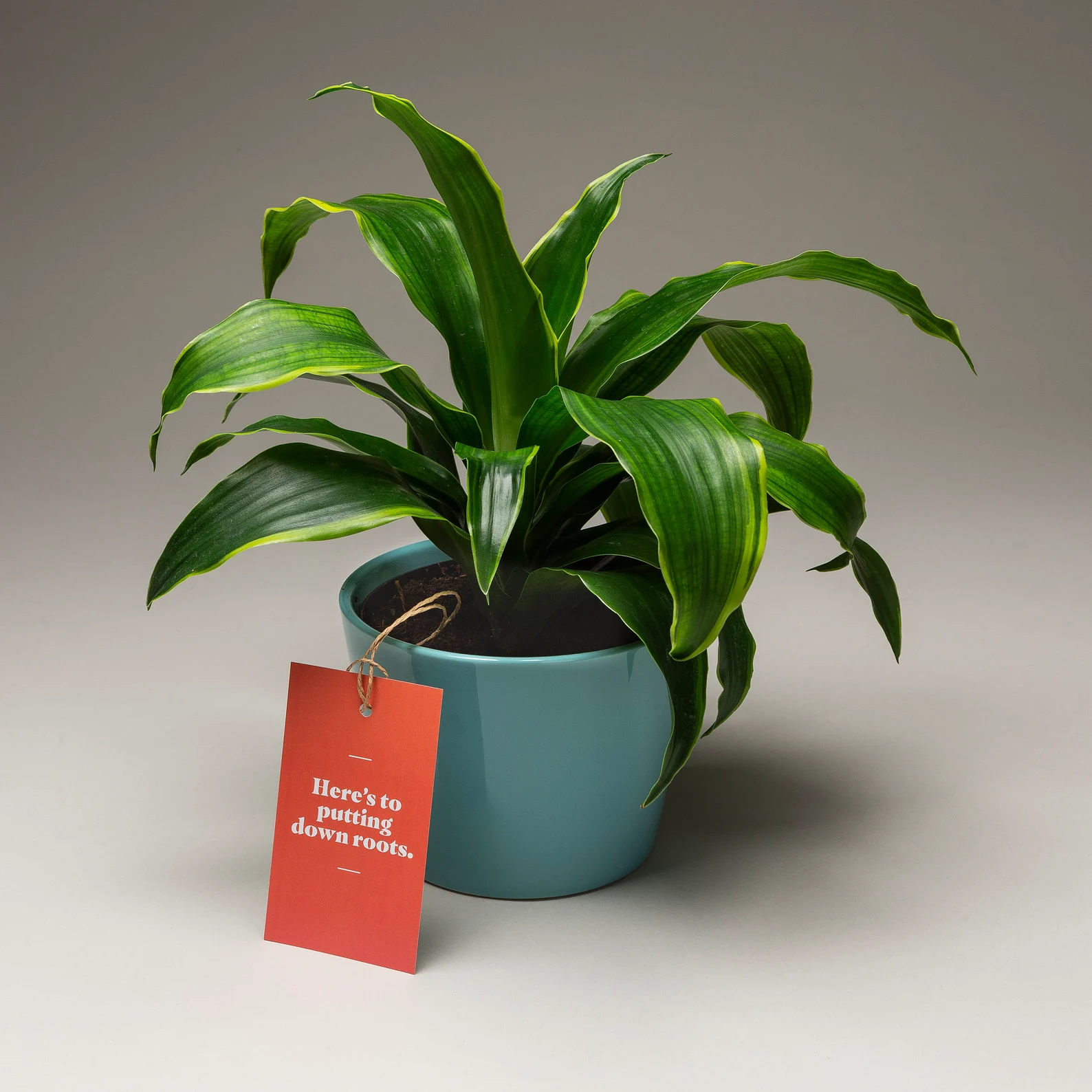 potted plant real estate pop by